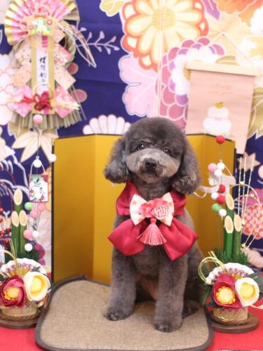 20240117chipieちゃん